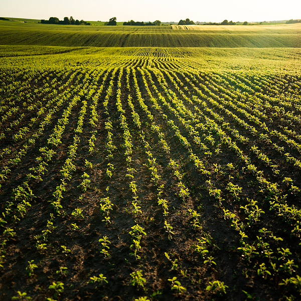 Agricultura
